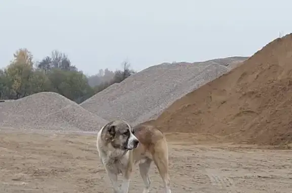 Алабай найден у ЦКАД, Алтухово, МО