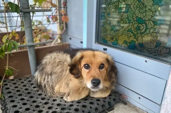 Пропала собака в Котельниках, нст 