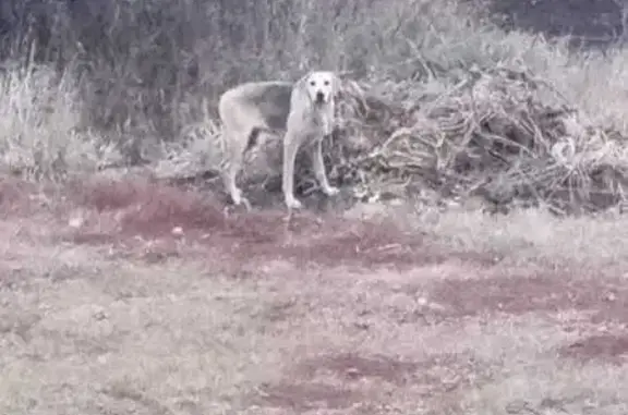 Найдена собака, Малый Толкай, фото: Собака найдена: ст. Тунгуз, Малый Толкай