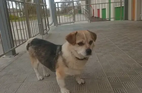 Собака найдена: ул. Крупской, Жуковка