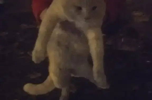 Кот найден: ул. Теперика, Липецк