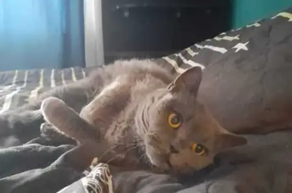 Кошка найдена: СНТ Волково, Башкортостан