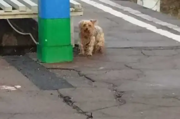 Собака найдена: Егорьевское шоссе, МО