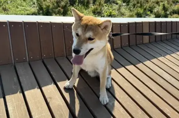 Собаки потеряшки, , фото: Потеряшка Сиба-Ину, Верхняя ул. 1А, Новая Тура