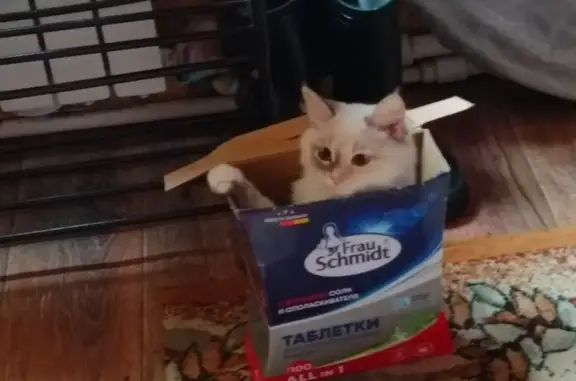 Кошки потеряшки, Ижевск, фото: Потеряшка кошка, Братская ул., Ижевск