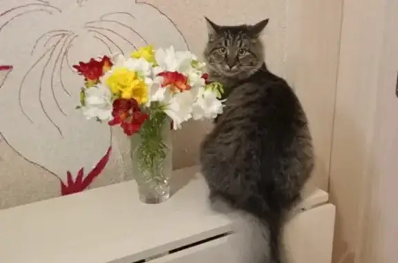 Кошки потеряшки, , фото: Потеряшка кошка, ул. Мира, 35, Петровка