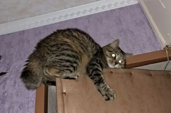 Кошки потеряшки, Торжок, фото: Потеряшка кошка на Гражданской 11Б, Торжок