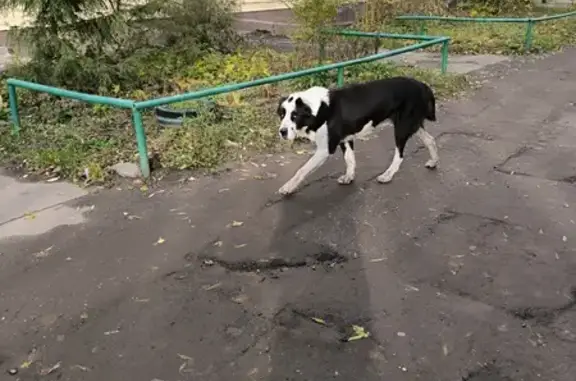 Алабай найден в Ивантеевке, ул. Победы, 11