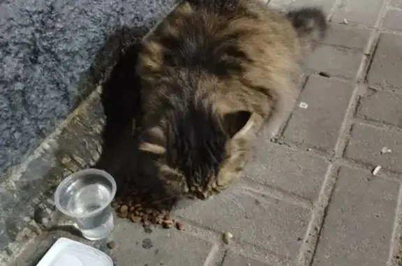 Кошка найдена в Ольховом переулке, Воронеж