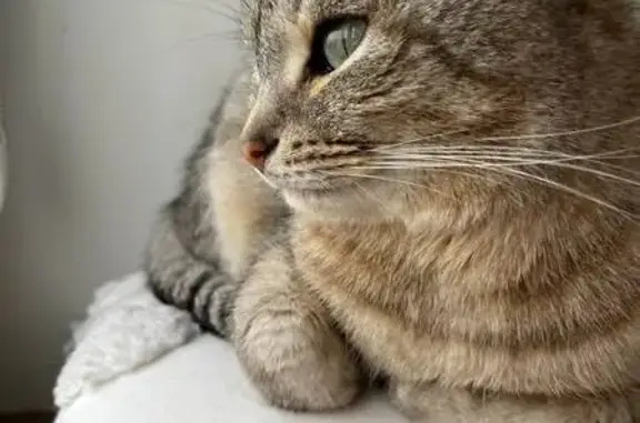 Кошки потеряшки, Дзержинск, фото: Потеряшка кот на ул. Удриса, 3, Дзержинск