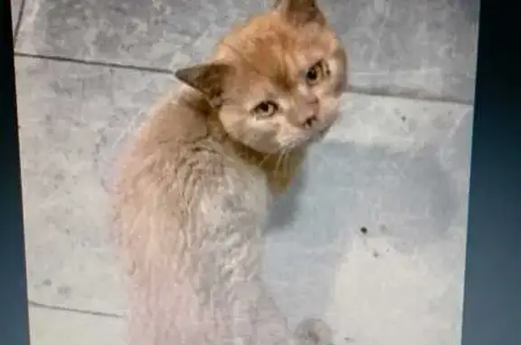 Кот найден в подъезде ул. Ревунова, 17