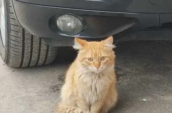 Найден котик на Складской 6, Калуга