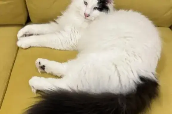 Кошки потеряшки, Асилан, фото: Потеряшка кошка, Асилан, Карелия