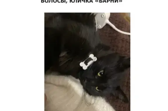 Пропала кошка, Новосемейкино