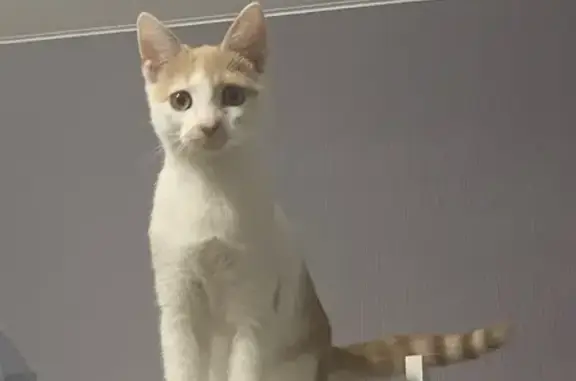 Кошки потеряшки, Смоленск, фото: Потеряшка кошка, ул. Шевченко, 73, Смоленск