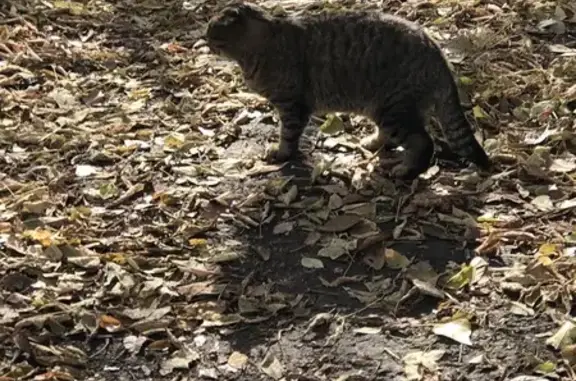 Кошка найдена: Томская ул., 17, Саратов