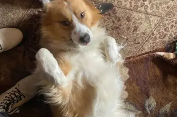 Собаки потеряшки, Липецк, фото: Потеряшка собака на ул. Свободный Сокол