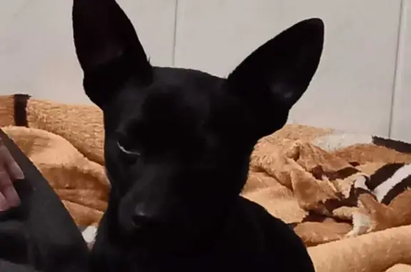 Найденные животные Старомарьевка, фото: Собака найдена, Комсомольская ул., Старомарьевка