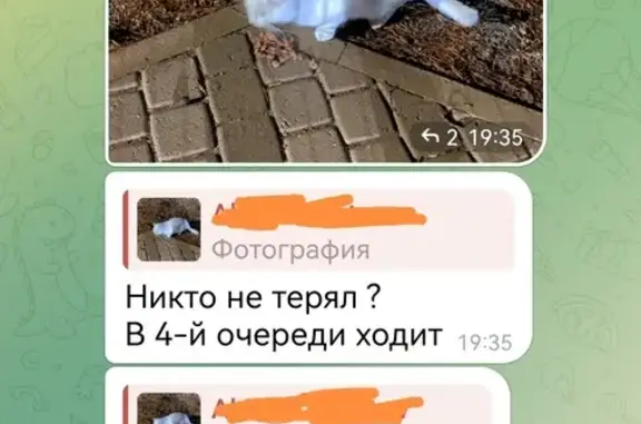 Кошка найдена в СНТ 