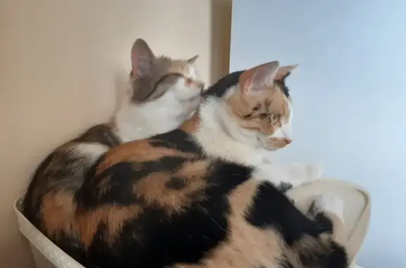 Кошки потеряшки, , фото: Потеряшка кошка, бульвар Роз, 23/2