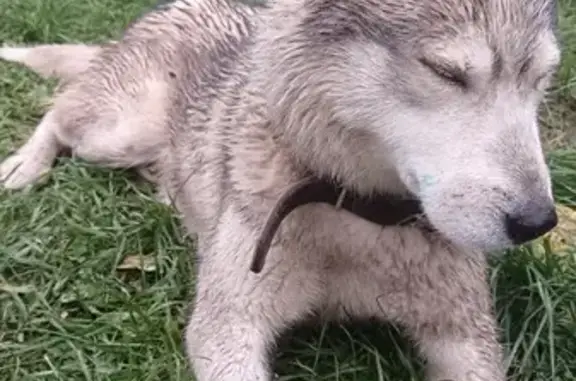 Хаски найдена в Новом Милете, МО