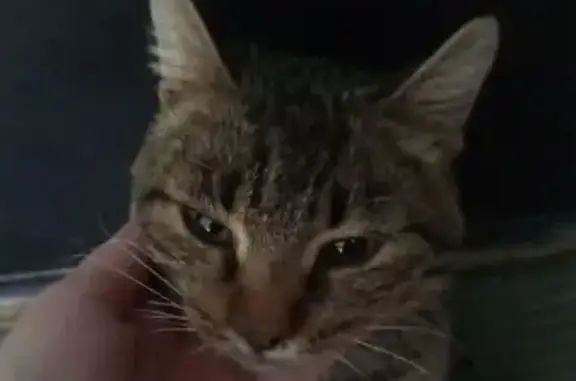 Найдена кошка, Средняя Ахтуба, фото: Кошка найдена на Октябрьской, 94