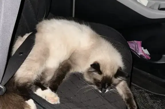 Найдена кошка, , фото: Кошка найдена у 33 км Братского района