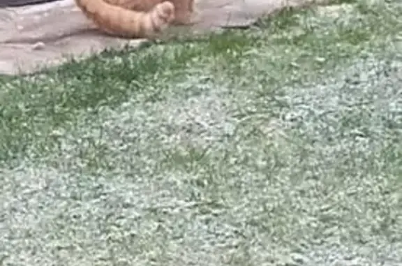 Рыжий кот на Прионежской улице, Карелия