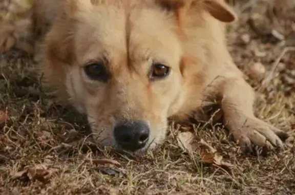 Собаки потеряшки, Липецк, фото: Потеряшка собака, ул. Космонавтов, Липецк