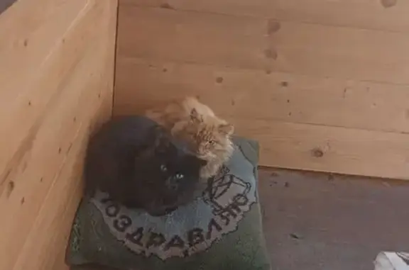 Кошка и кот найдены: ул. Пушкина, Гилёва