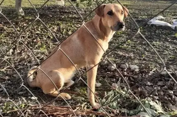 Собаки потеряшки, , фото: Потеряшка собака, МО, светло-бежевый кобель