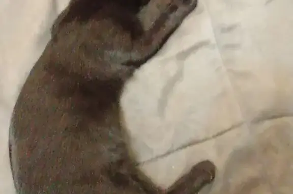 Кошки потеряшки, Ижевск, фото: Потеряшка котенок, ул. Сергея Лазо, 6