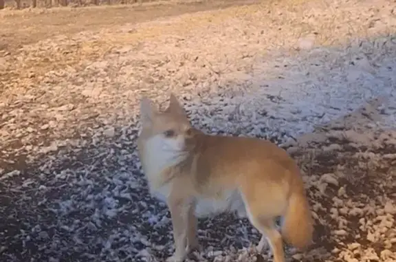 Объявления о пропавших и найденных животных, Тверь, фото: Рыжий Песик найден на ул. Суворова, Тверь