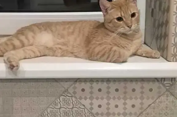 Кошки потеряшки, Крутые Выселки, фото: Потеряшка кошка, Тургеневская 3, Тамбов