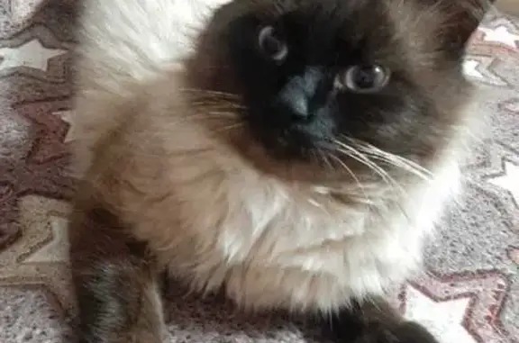 Объявления о пропавших и найденных животных, Бузулук, фото: Пропала кошка, Гражданская ул. 13, Бузулук