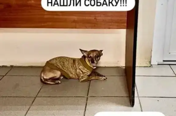 Найденные животные Уфа, фото: Собака найдена, ул. Пушкина, Уфа