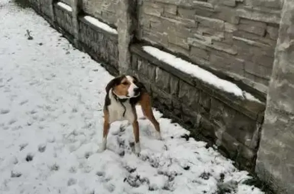 Найдена собака, Кольцовка, фото: Собака найдена: автотрасса 15К-1706, Кольцовка