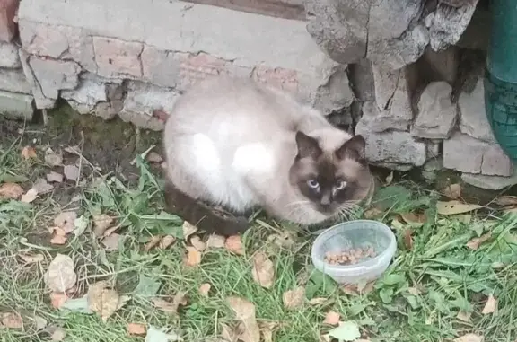 Найдена кошка, , фото: Кошка найдена, участок 46Н-09280, МО