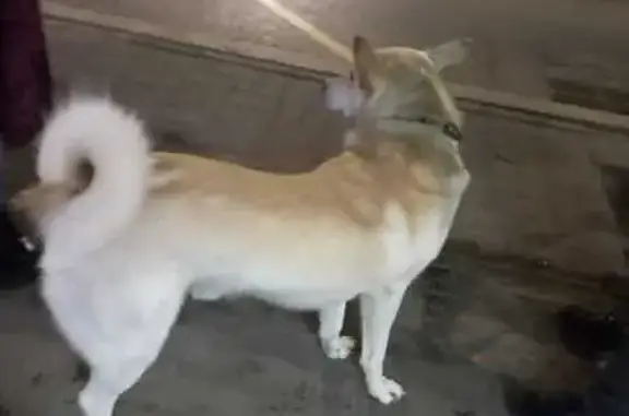 Найдена собака, , фото: Собака найдена: ул. Герцена, 1, Омск