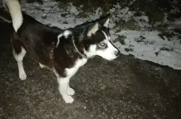 Хаски найдена: Лесная ул., 1, Альгешево