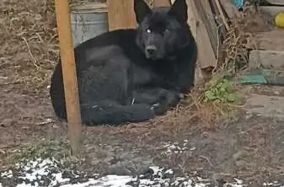 Найдена собака, Пенза, фото: Собака найдена: Пензенская ул, 7, Пенза