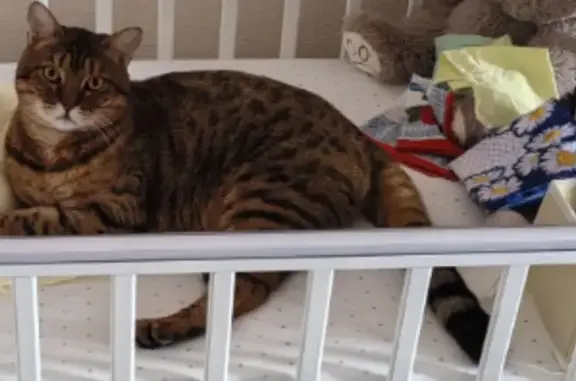 Потерянные животные Сарапул, фото: Пропала кошка, ул. Чистякова, 40А