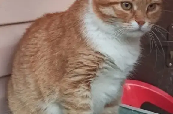 Собаки потеряшки, , фото: Потеряшка кот в Маркино, Зарайск, МО