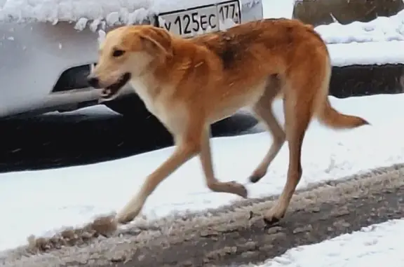 Собака найдена у Пионерской 1А, Химки