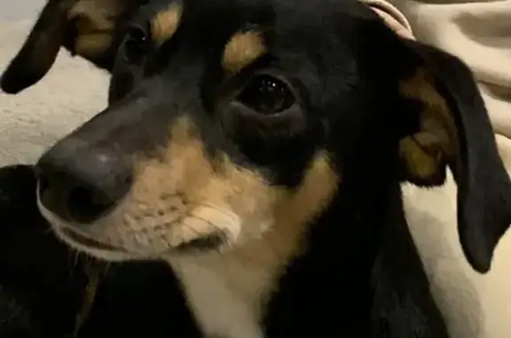 Найдена собака, Лосиный, фото: Собака найдена на ул. Механиков, Лосиный