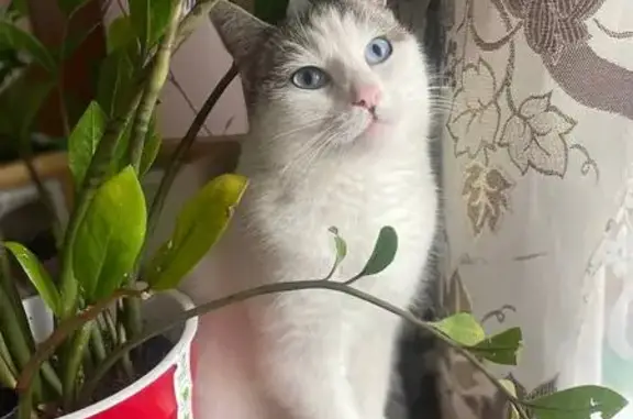 Кошки потеряшки, , фото: Потеряшка кошка: Октябрьская 209, Прималка