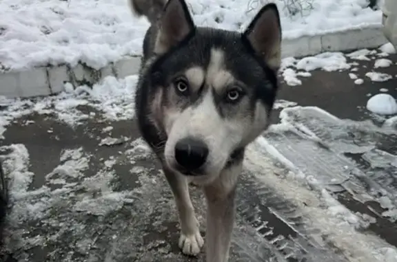 Собака найдена: Огородная 28, Наро-Фоминск