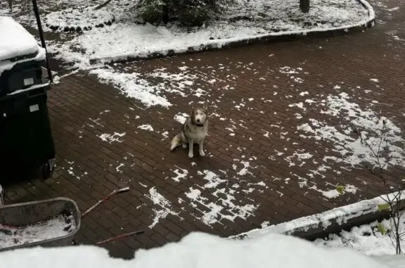 Найдена собака, Юбилейный, фото: Найдены собаки, «Золотое кольцо», Юбилейный