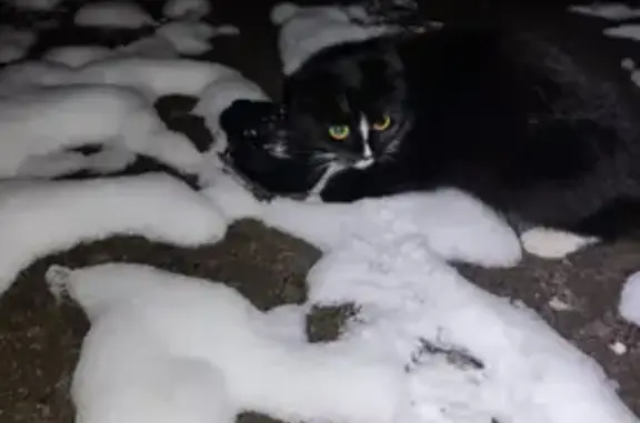 Кошка найдена на Рассказовском шоссе