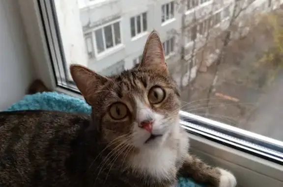 Найденные животные Тверь, фото: Найдена кошка, ул. Королёва, 22, Тверь